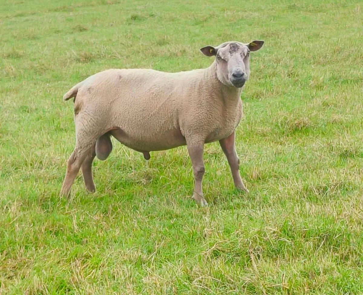Pedigree Charollais Ram for sale - Image 1
