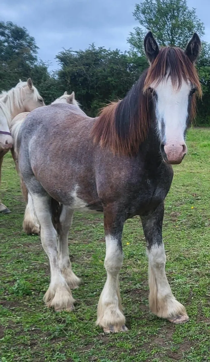 Cob colt and two fillies for sale - Image 1