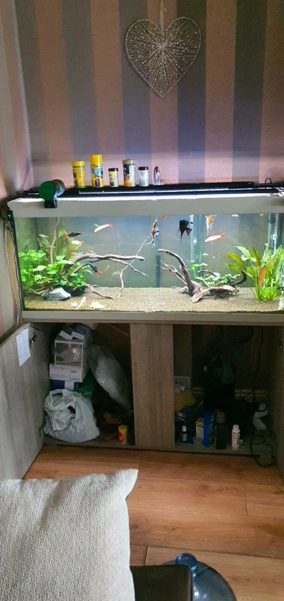 Fish tank 300l + stock and all equipment - Image 2