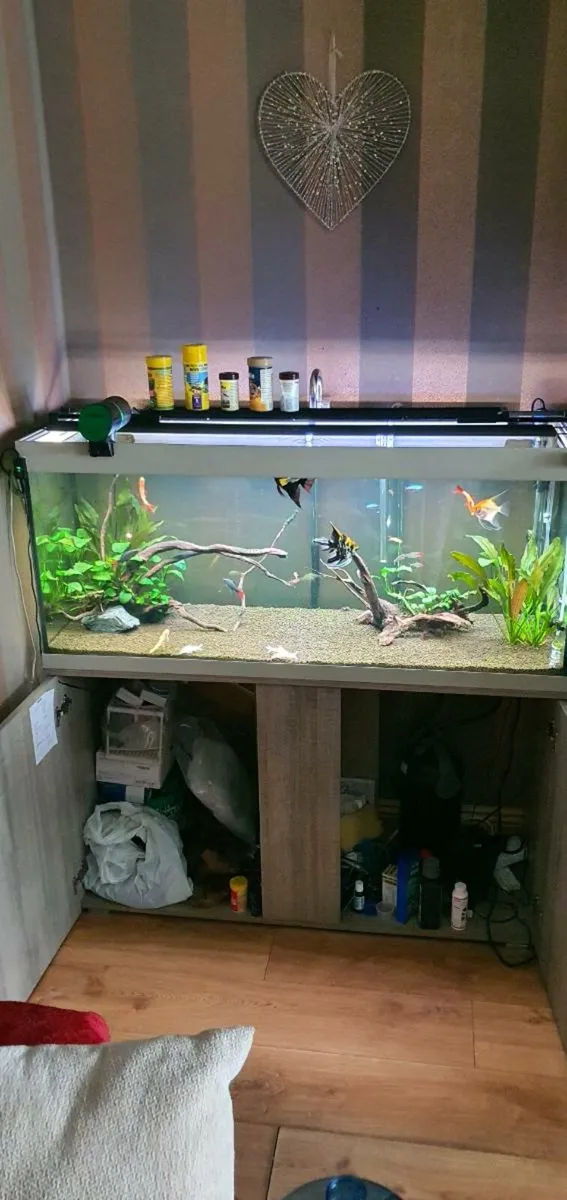 Fish tank 300l + stock and all equipment - Image 3