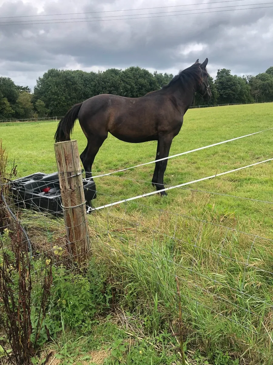 Yearling Filly - Image 1