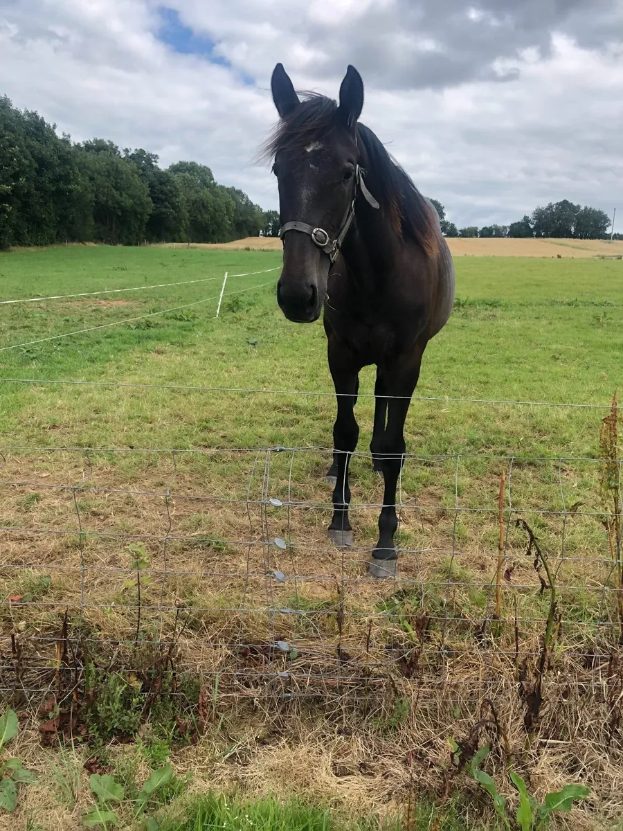 Yearling Filly - Image 2