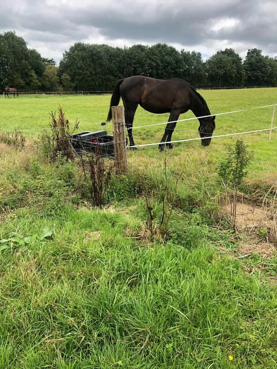 Yearling Filly - Image 3