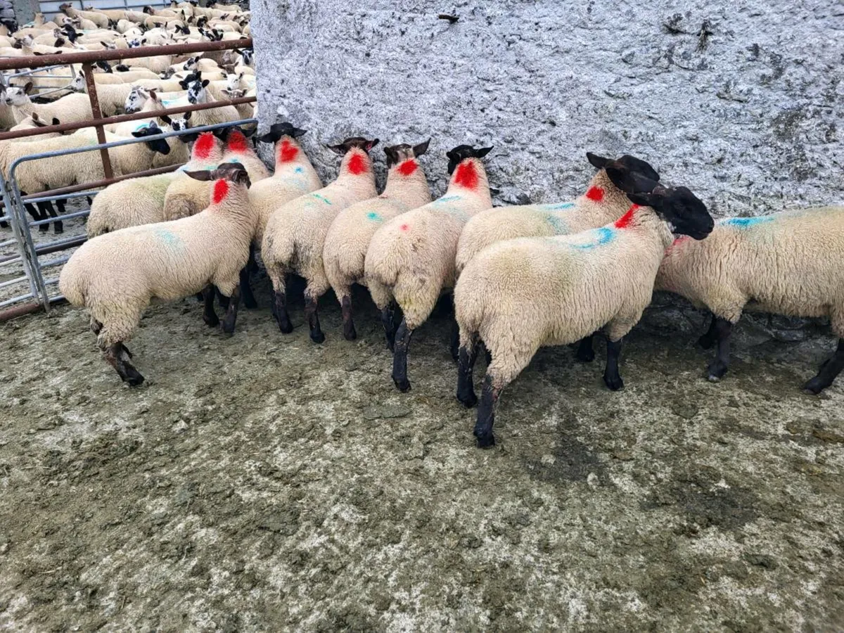 Ewe lambs Suffolk X Mules - Image 2