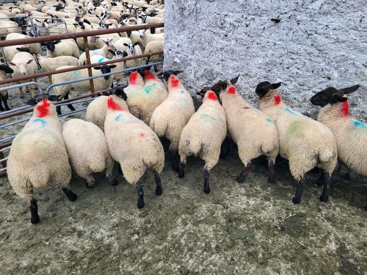 Ewe lambs Suffolk X Mules - Image 1
