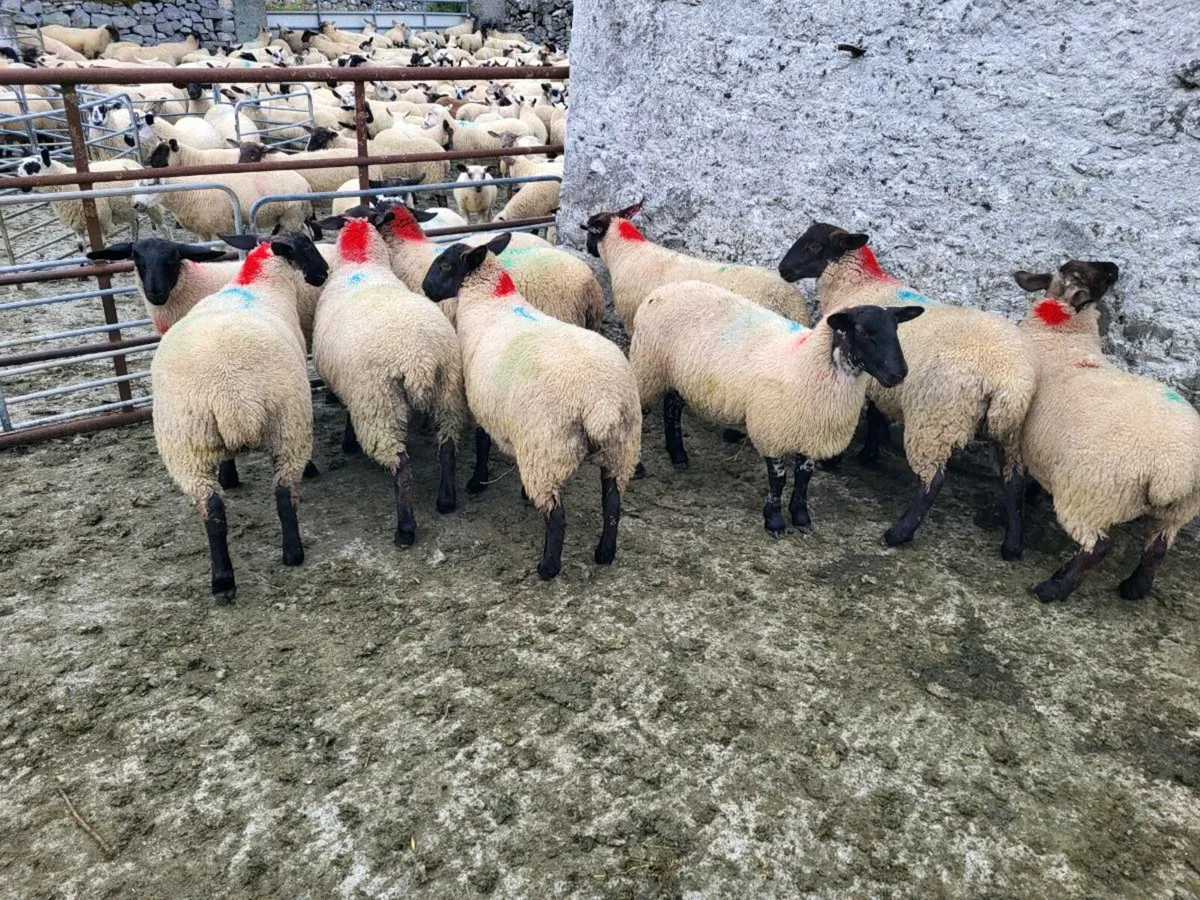 Ewe lambs Suffolk X Mules - Image 3