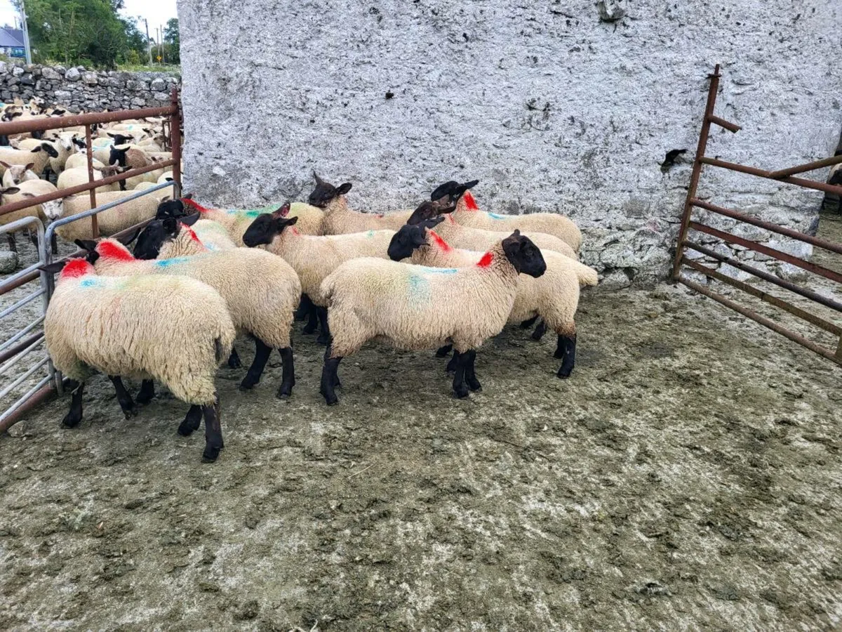 Ewe lambs Suffolk X Mules - Image 4