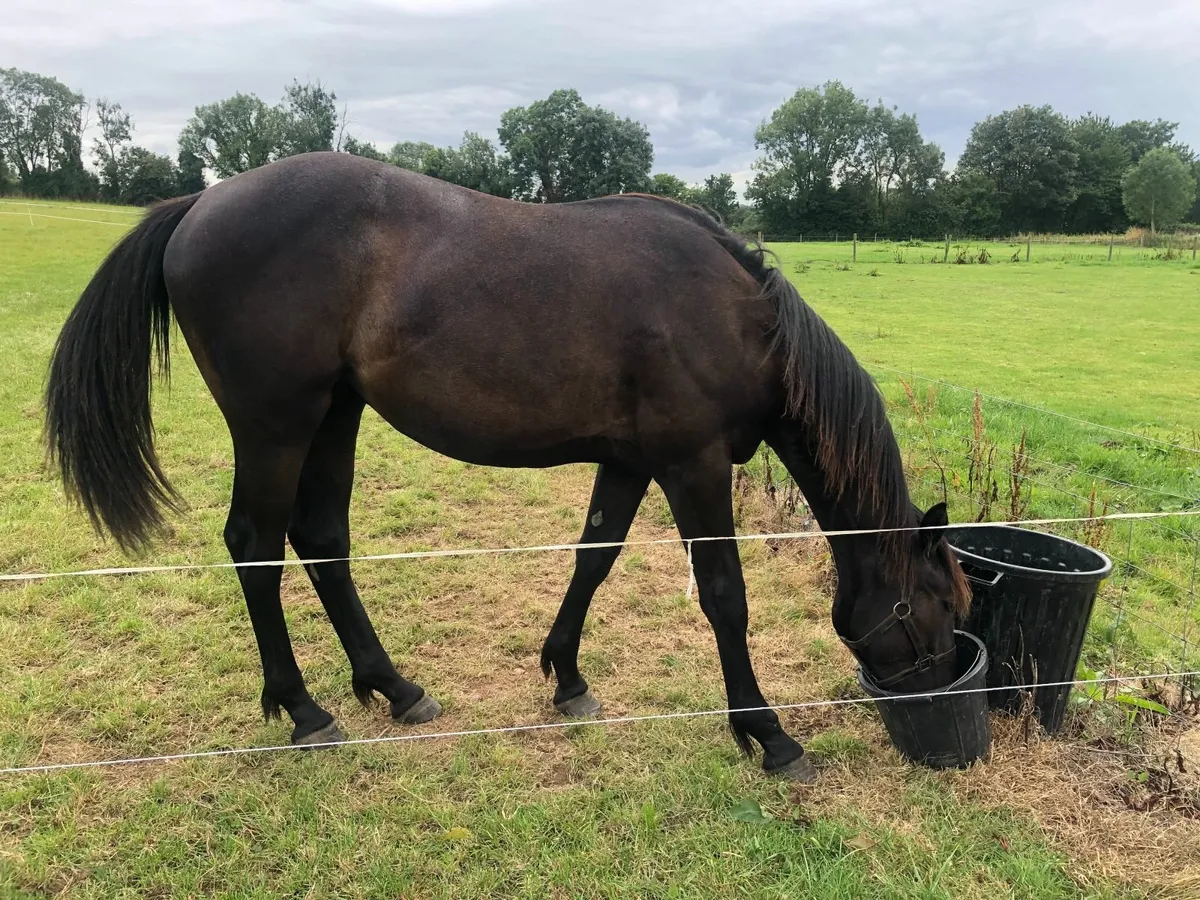 Yearling Filly - Image 4