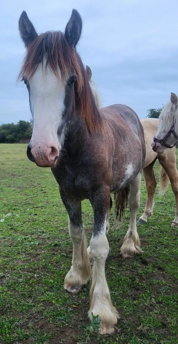 Cob colt and two fillies for sale - Image 2