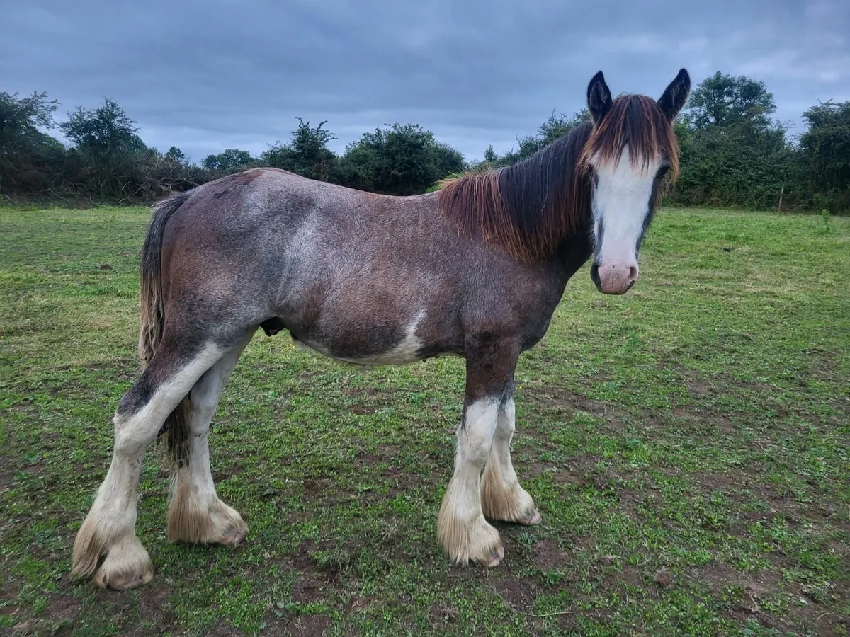 Cob colt and two fillies for sale - Image 3