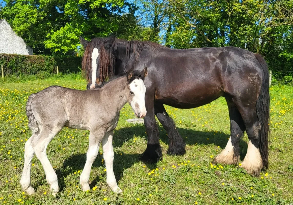 Cob colt and two fillies for sale - Image 4