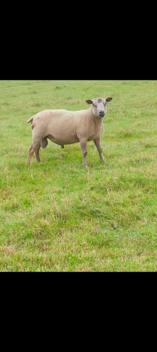 Pedigree Charollais Ram for sale - Image 2