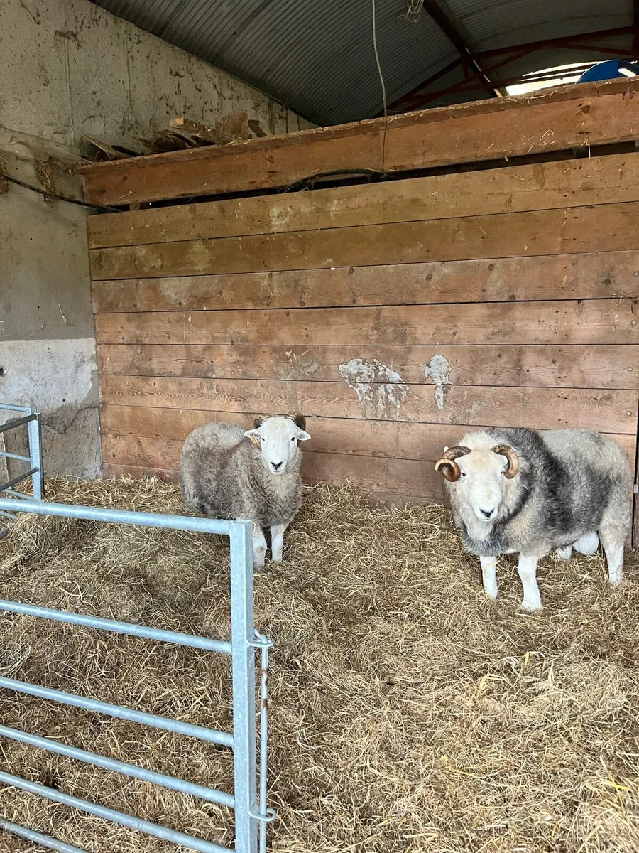 Organic Herdwicks - Image 2