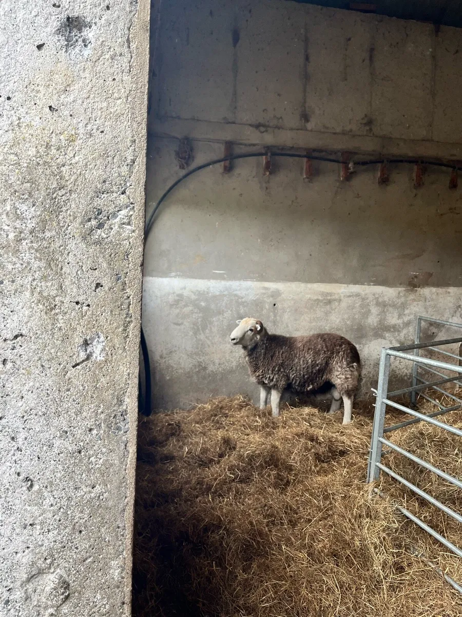 Organic Herdwicks - Image 3