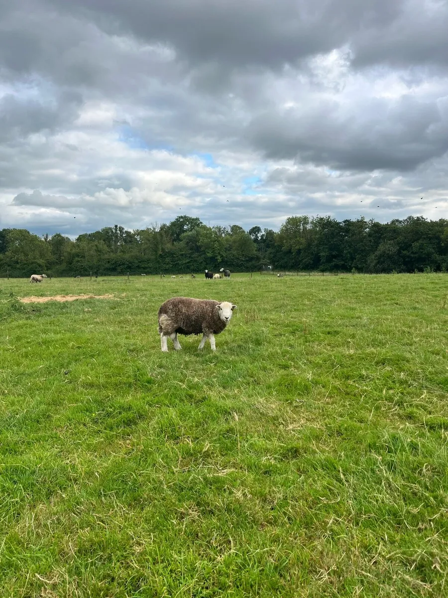 Organic Herdwicks - Image 4