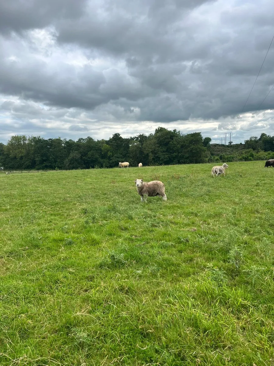 Herdwick Ram Lambs - Image 4