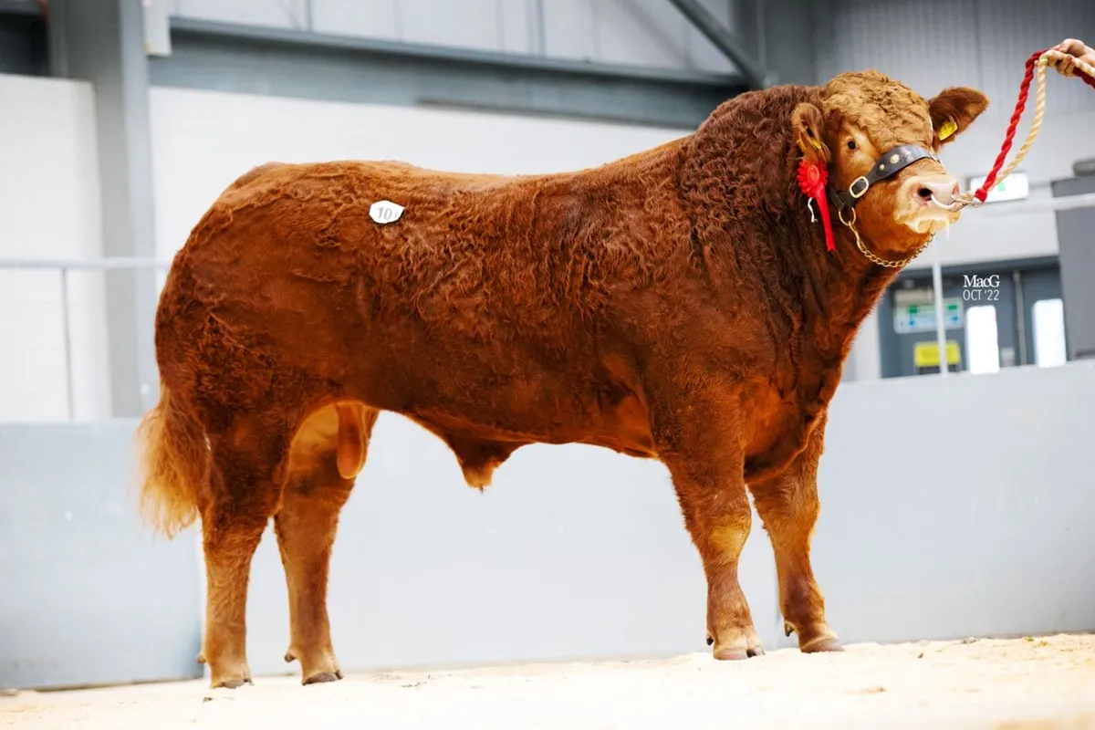 Pedigree Limousin Bull for Sale
