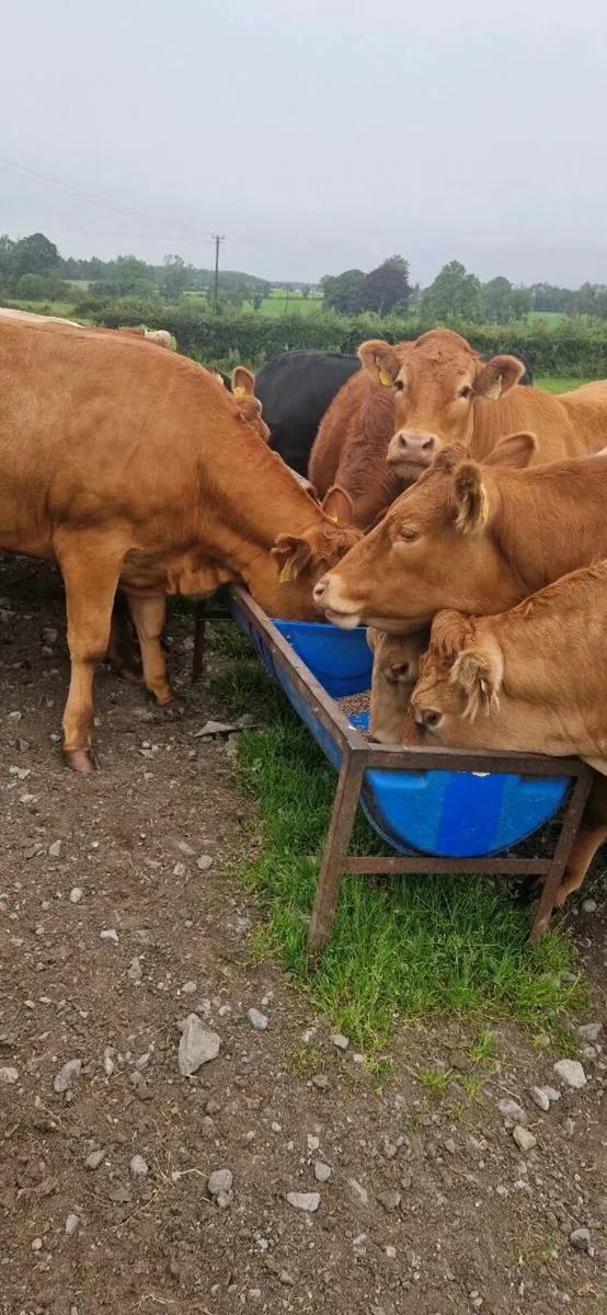 Heifers - Image 1