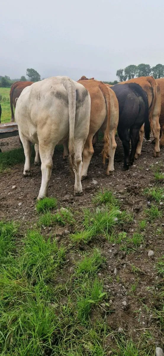 Heifers - Image 2