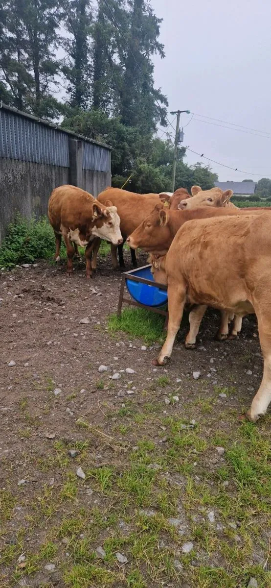 Heifers - Image 3