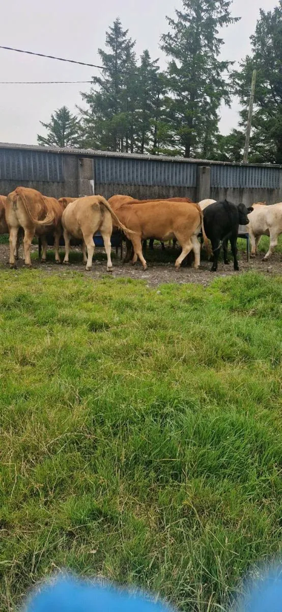Heifers - Image 4