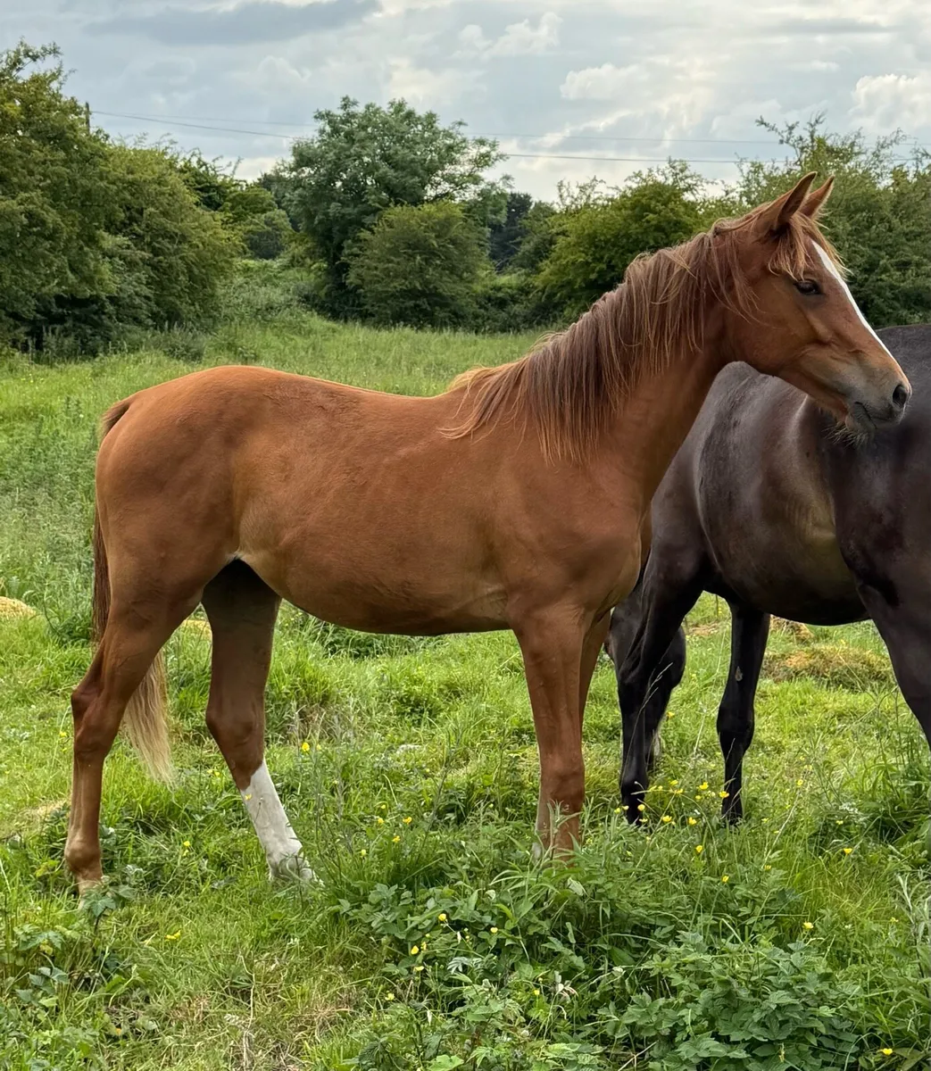 Vancouver yearling filly - Image 1