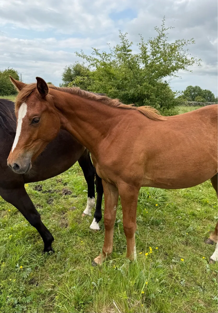 Vancouver yearling filly - Image 2