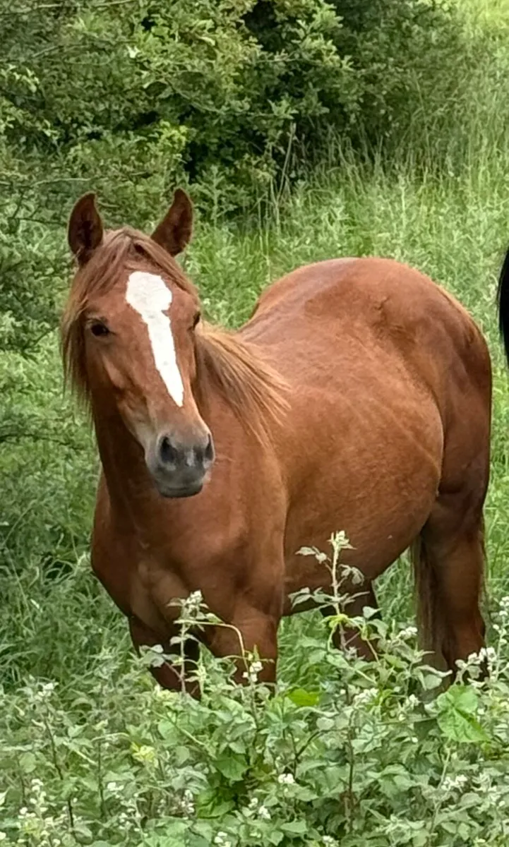 Vancouver yearling filly - Image 3