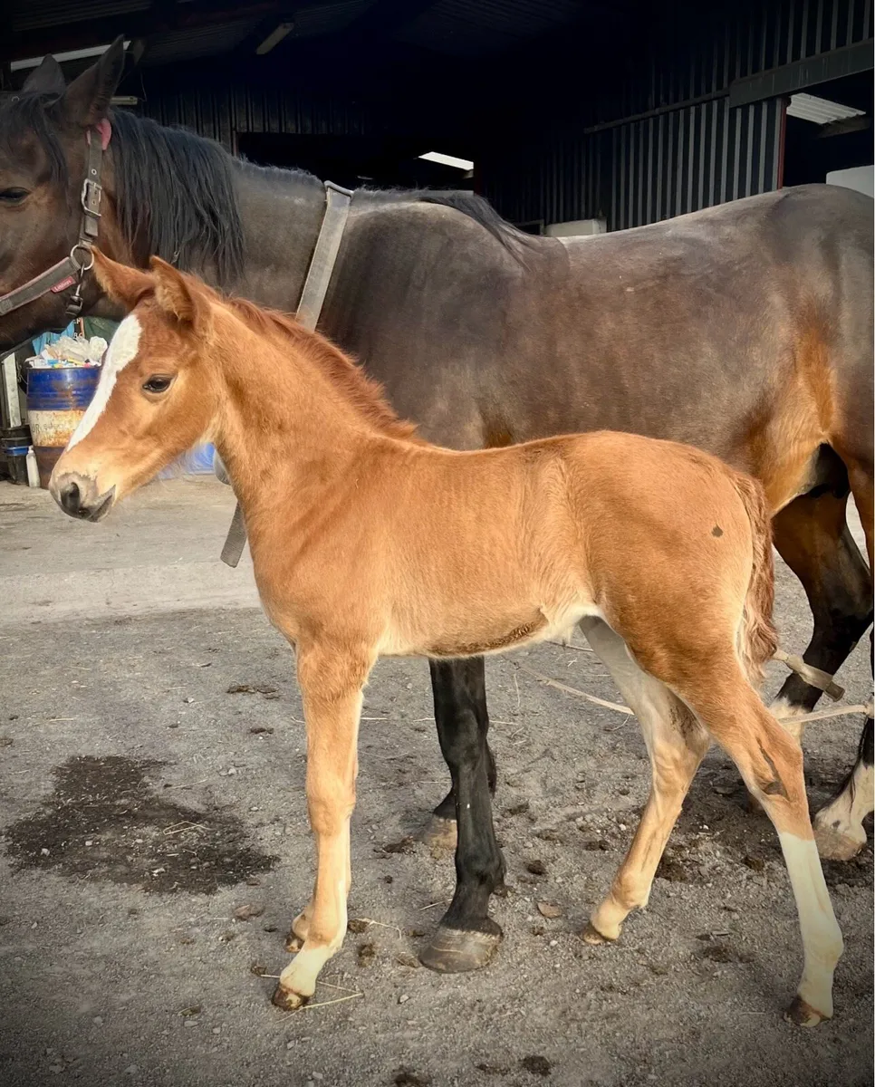 Vancouver yearling filly - Image 4