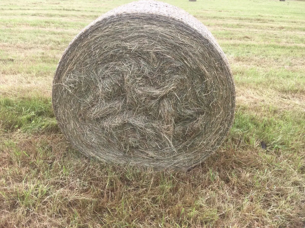 Round Bales of Hay - Image 1