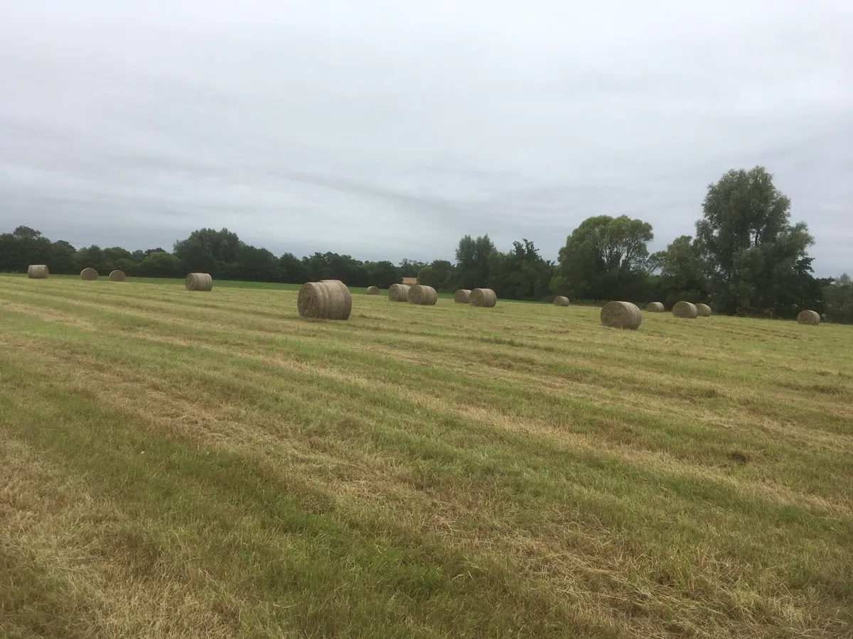 Round Bales of Hay - Image 2