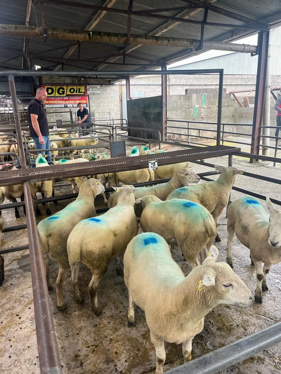 💥Ewe hoggets Roscommon mart today 💥 - Image 1