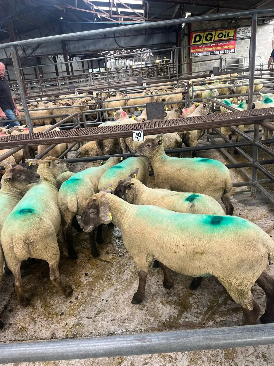 💥Ewe hoggets Roscommon mart today 💥 - Image 2