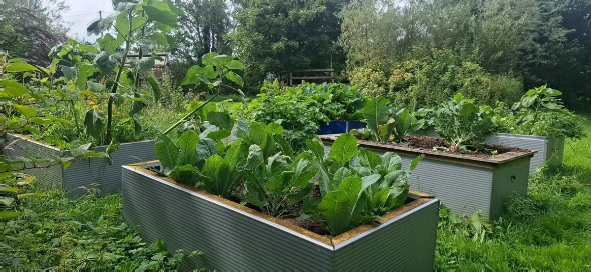 Raised beds - Image 3