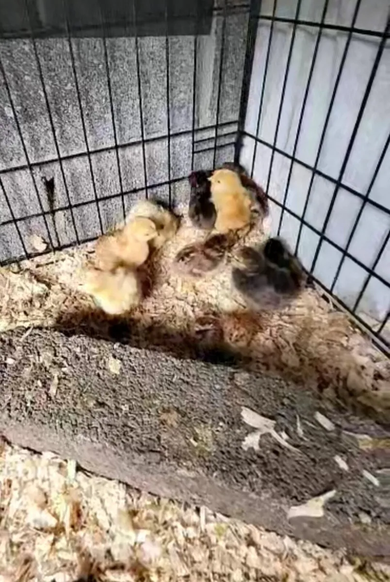 Poultry - Image 3