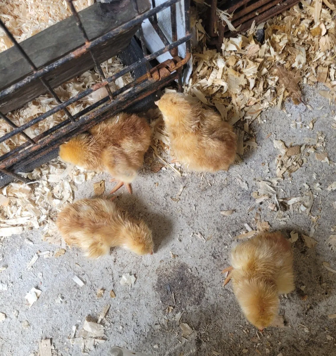 Poultry - Image 4