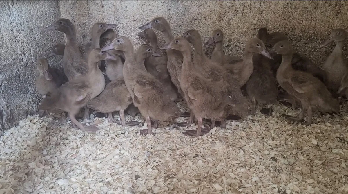 Poultry - Image 1