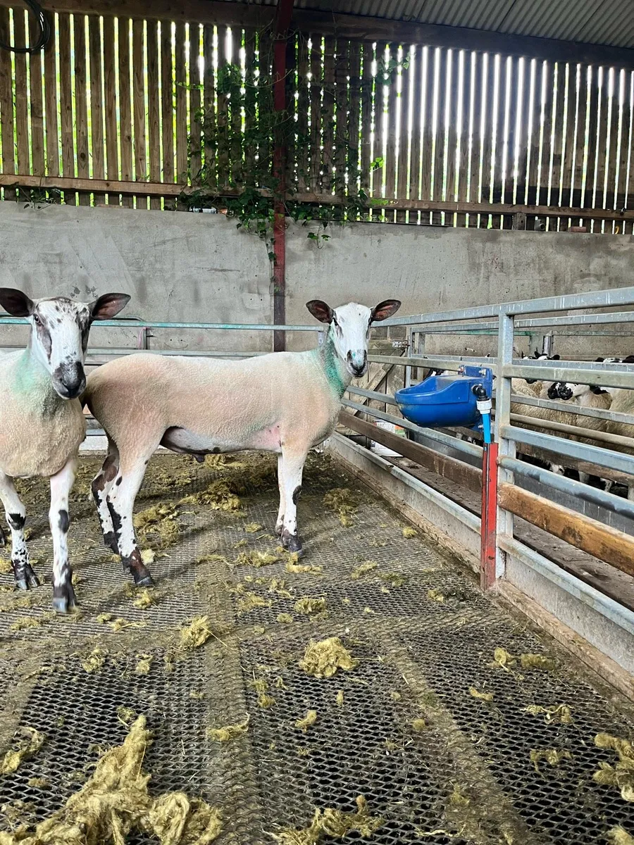 Bluefaced Leicester shearling ram - Image 1