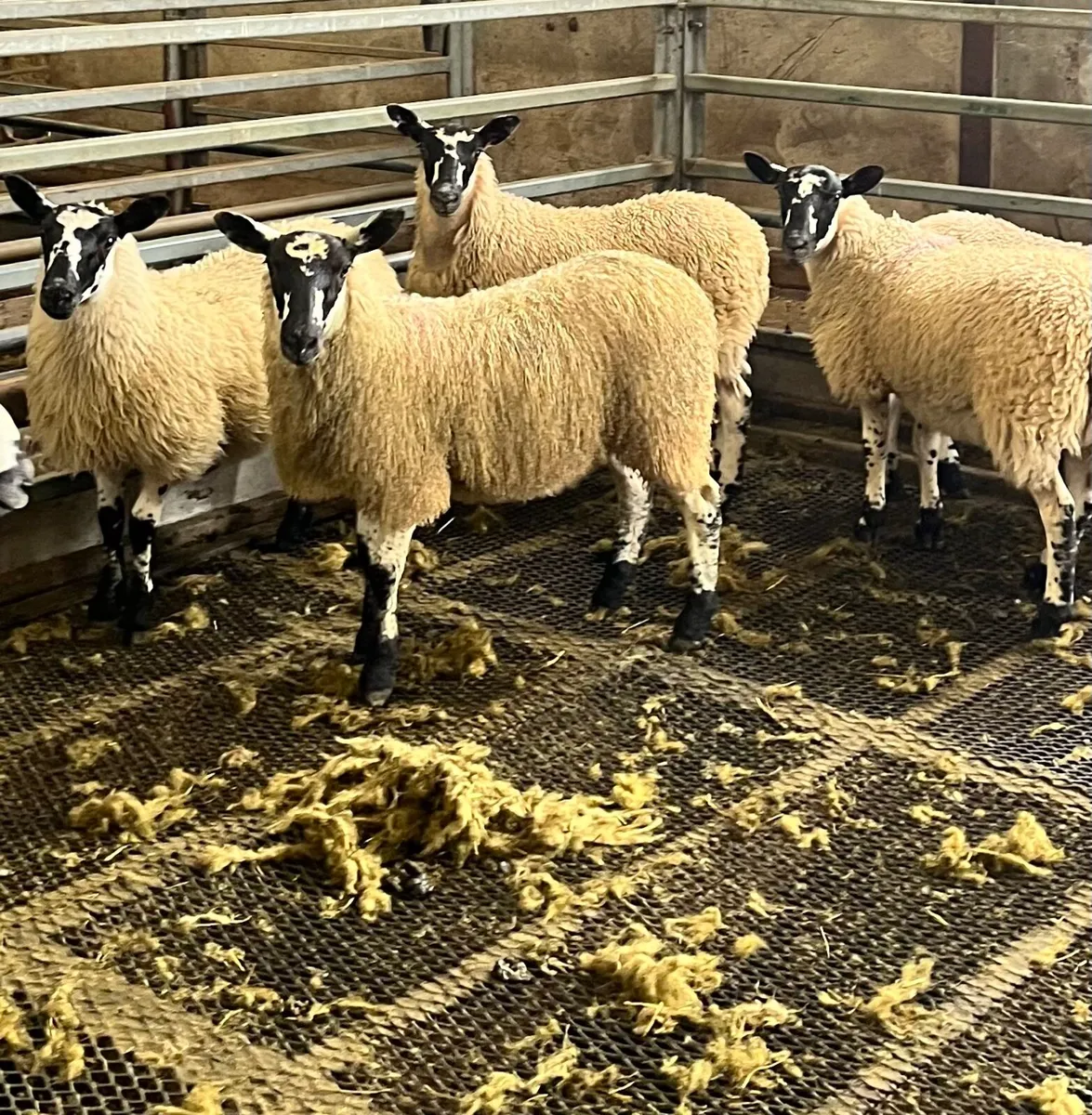 Bluefaced Leicester shearling ram - Image 2