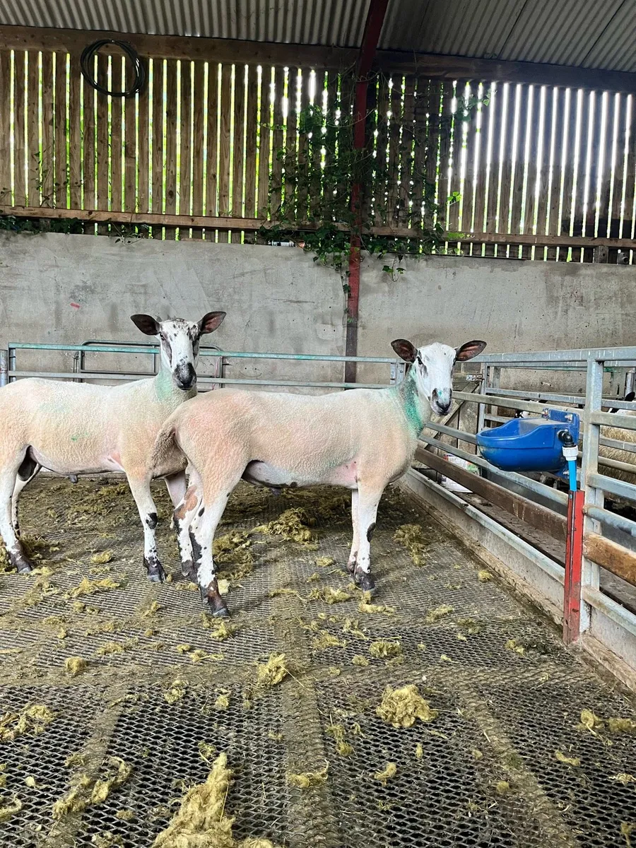 Bluefaced Leicester shearling ram - Image 3