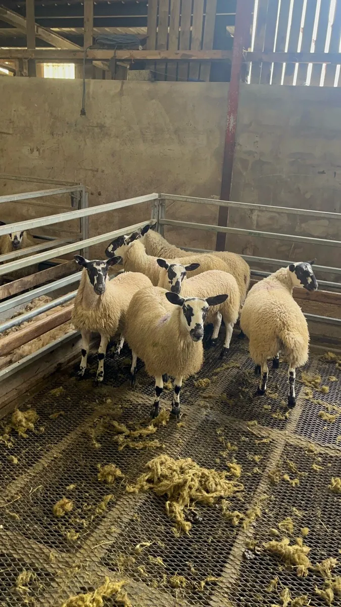Bluefaced Leicester shearling ram - Image 4