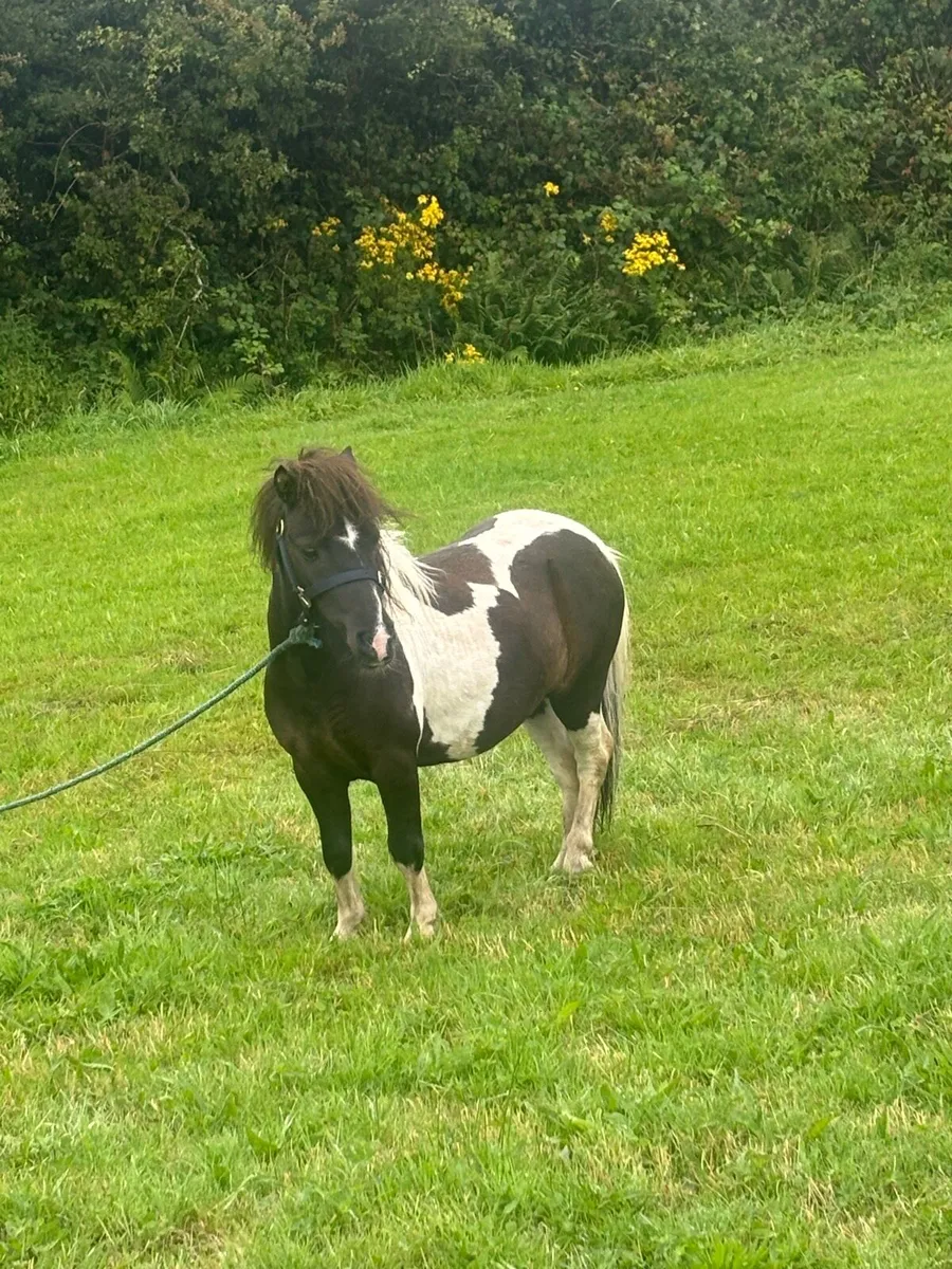 Pony