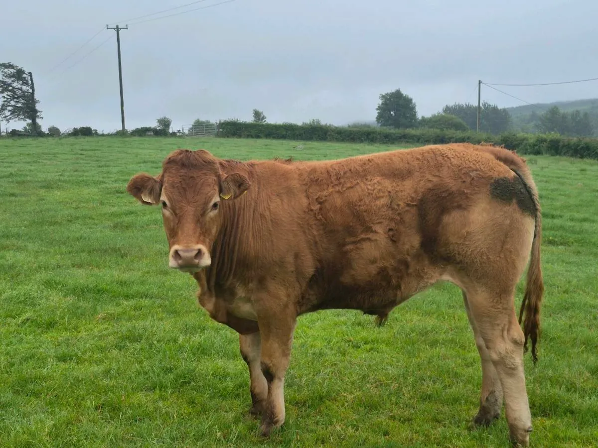 Bullocks - Image 1