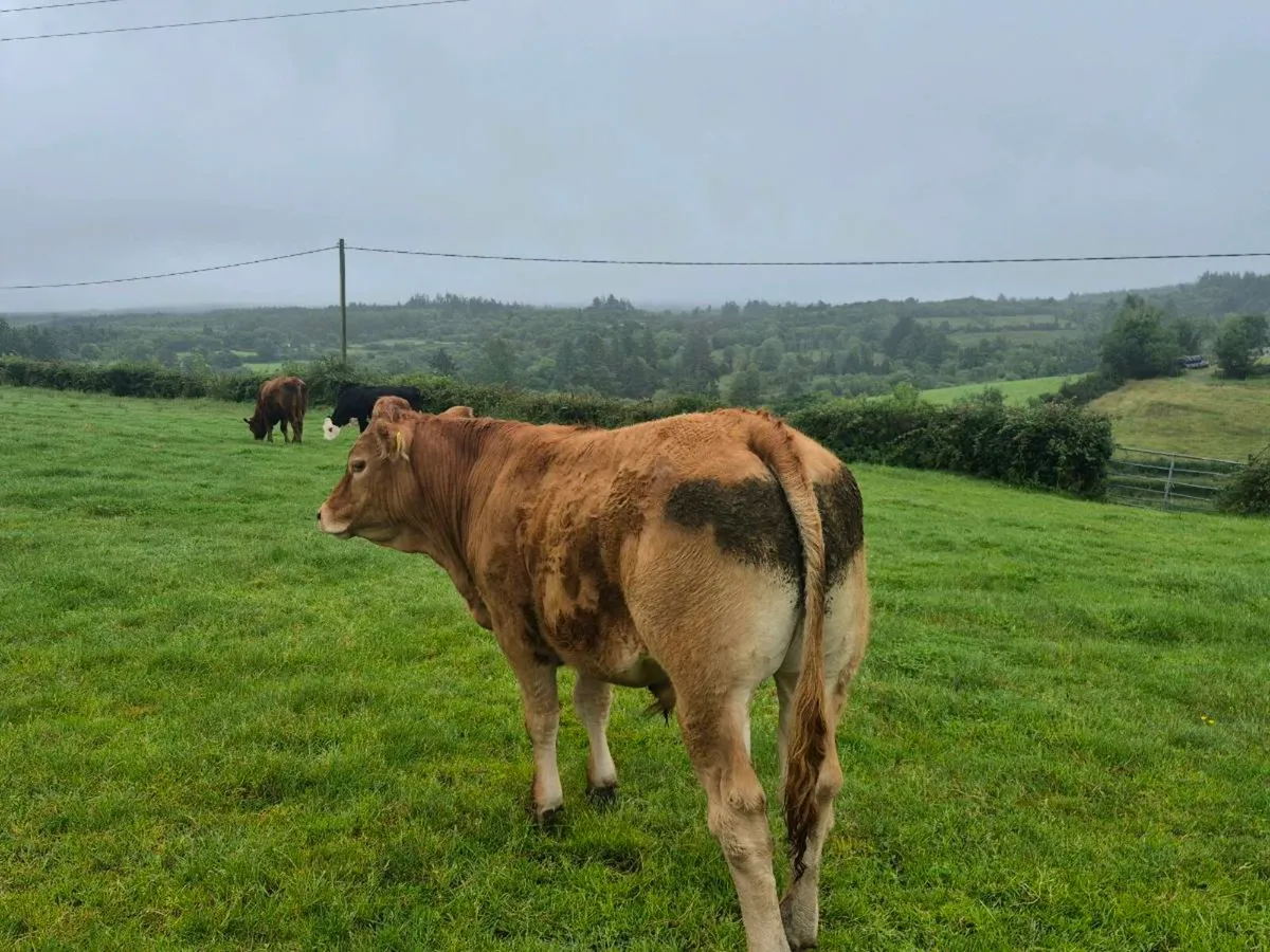 Bullocks - Image 2