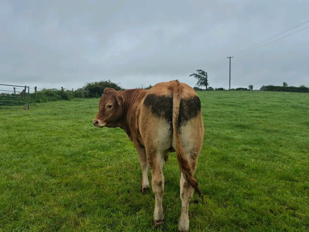 Bullocks - Image 3
