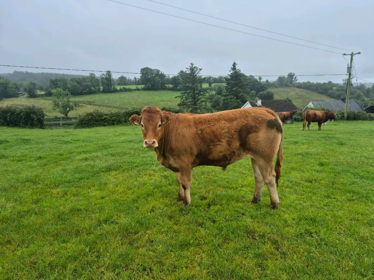 Bullocks - Image 4