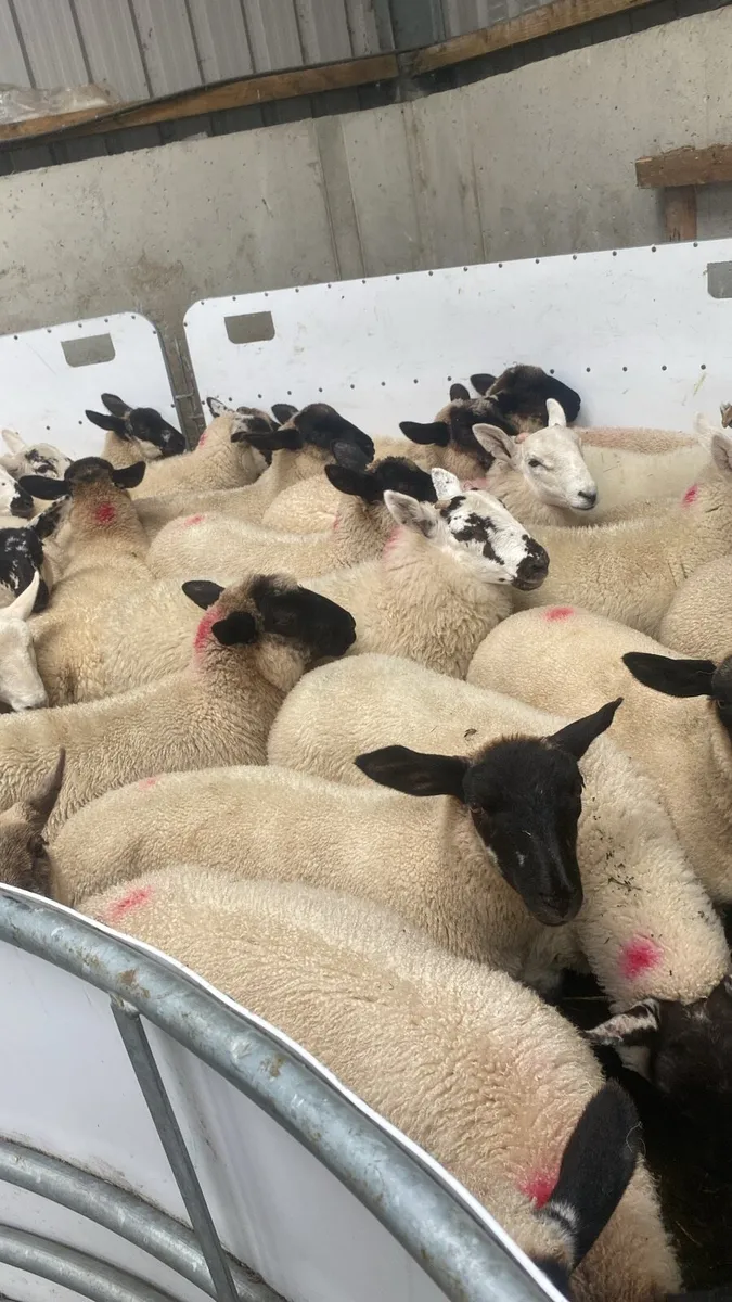 Sheep ground wanted