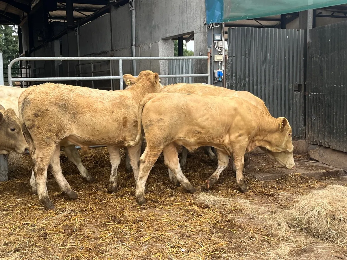 10 smashing Charlaois bullocks - Image 2