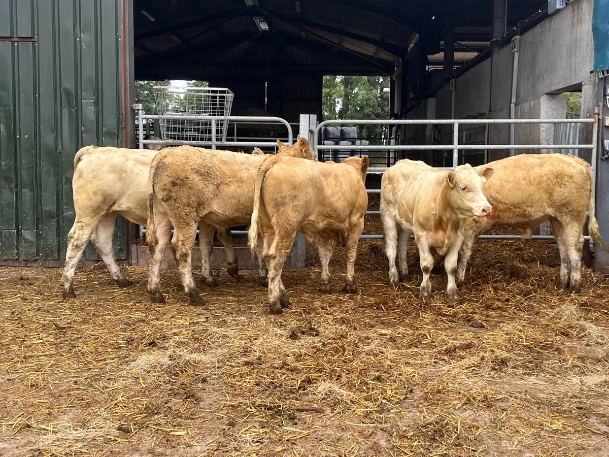 10 smashing Charlaois bullocks - Image 1