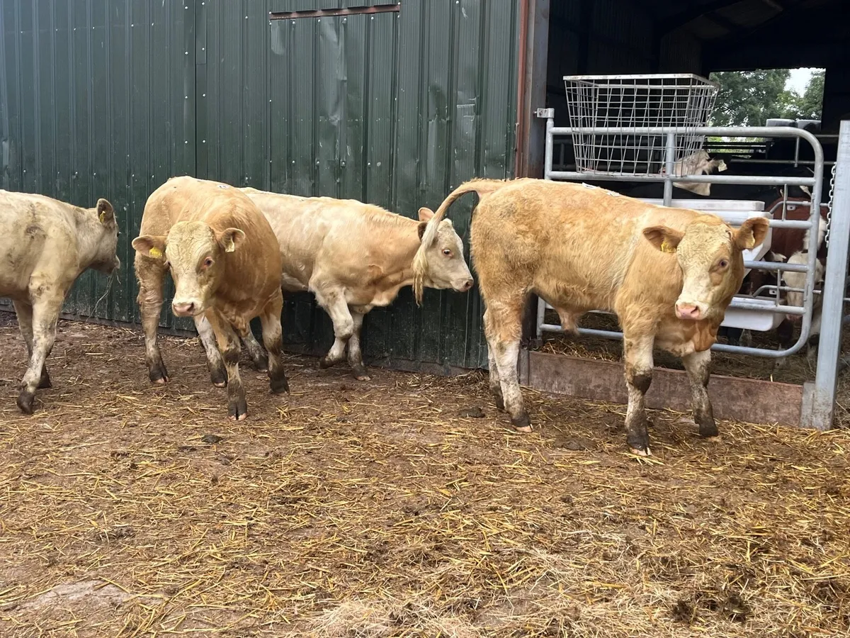 10 smashing Charlaois bullocks - Image 3